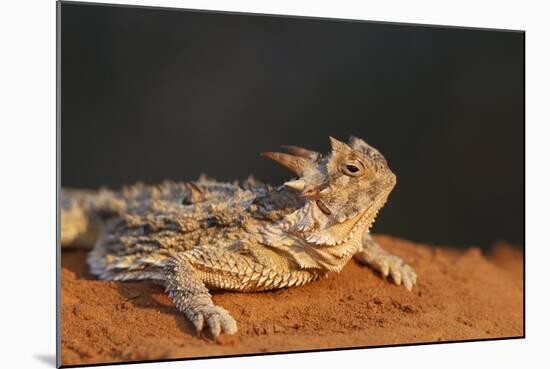 Starr County, Texas. Horned Lizard Crawling on Red Soil-Larry Ditto-Mounted Photographic Print