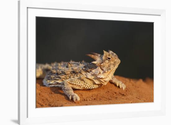 Starr County, Texas. Horned Lizard Crawling on Red Soil-Larry Ditto-Framed Photographic Print