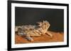 Starr County, Texas. Horned Lizard Crawling on Red Soil-Larry Ditto-Framed Photographic Print