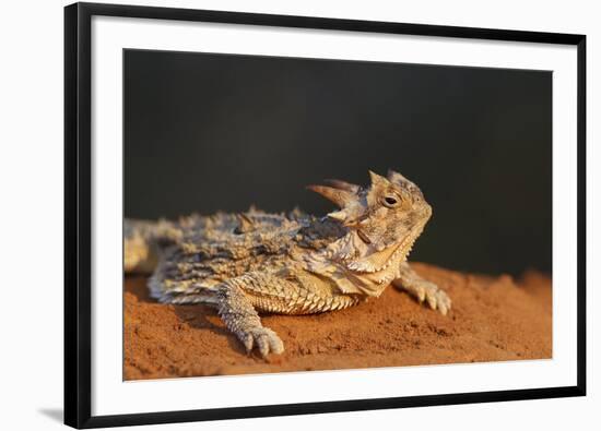 Starr County, Texas. Horned Lizard Crawling on Red Soil-Larry Ditto-Framed Photographic Print