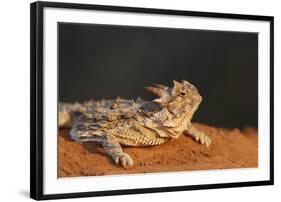 Starr County, Texas. Horned Lizard Crawling on Red Soil-Larry Ditto-Framed Photographic Print