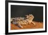 Starr County, Texas. Horned Lizard Crawling on Red Soil-Larry Ditto-Framed Photographic Print