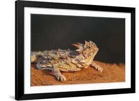 Starr County, Texas. Horned Lizard Crawling on Red Soil-Larry Ditto-Framed Photographic Print