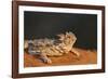 Starr County, Texas. Horned Lizard Crawling on Red Soil-Larry Ditto-Framed Photographic Print