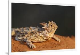 Starr County, Texas. Horned Lizard Crawling on Red Soil-Larry Ditto-Framed Photographic Print