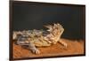 Starr County, Texas. Horned Lizard Crawling on Red Soil-Larry Ditto-Framed Photographic Print