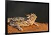 Starr County, Texas. Horned Lizard Crawling on Red Soil-Larry Ditto-Framed Photographic Print