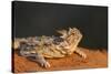 Starr County, Texas. Horned Lizard Crawling on Red Soil-Larry Ditto-Stretched Canvas