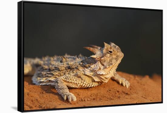 Starr County, Texas. Horned Lizard Crawling on Red Soil-Larry Ditto-Framed Stretched Canvas