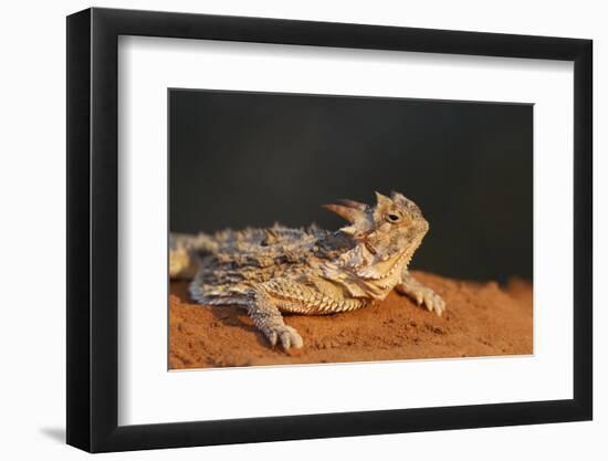 Starr County, Texas. Horned Lizard Crawling on Red Soil-Larry Ditto-Framed Photographic Print