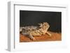 Starr County, Texas. Horned Lizard Crawling on Red Soil-Larry Ditto-Framed Photographic Print