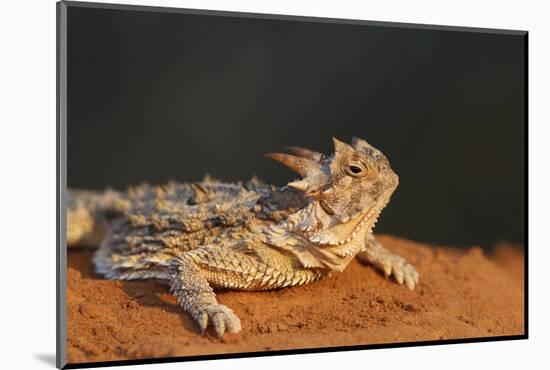 Starr County, Texas. Horned Lizard Crawling on Red Soil-Larry Ditto-Mounted Photographic Print
