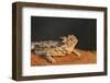 Starr County, Texas. Horned Lizard Crawling on Red Soil-Larry Ditto-Framed Premium Photographic Print