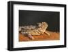 Starr County, Texas. Horned Lizard Crawling on Red Soil-Larry Ditto-Framed Premium Photographic Print