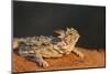 Starr County, Texas. Horned Lizard Crawling on Red Soil-Larry Ditto-Mounted Premium Photographic Print