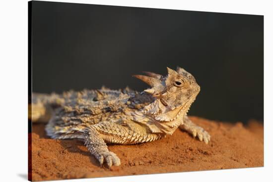 Starr County, Texas. Horned Lizard Crawling on Red Soil-Larry Ditto-Stretched Canvas