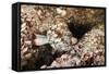 Starry Grouper (Epinephelus Labriformis)-Reinhard Dirscherl-Framed Stretched Canvas