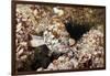 Starry Grouper (Epinephelus Labriformis)-Reinhard Dirscherl-Framed Photographic Print