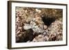 Starry Grouper (Epinephelus Labriformis)-Reinhard Dirscherl-Framed Photographic Print