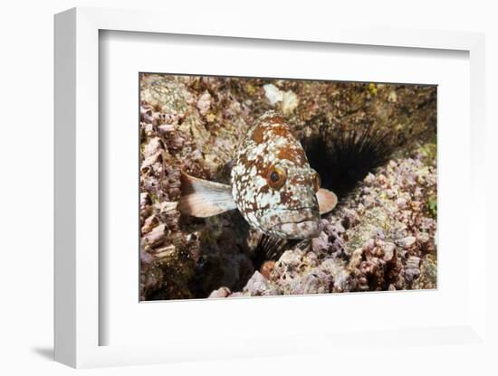 Starry Grouper (Epinephelus Labriformis)-Reinhard Dirscherl-Framed Photographic Print