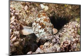 Starry Grouper (Epinephelus Labriformis)-Reinhard Dirscherl-Mounted Photographic Print