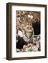 Starry Grouper (Epinephelus Labriformis)-Reinhard Dirscherl-Framed Photographic Print