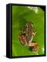 Starry Night Reed Frog, Heterixalus Alboguttatus, Native to Madagascar-David Northcott-Framed Stretched Canvas