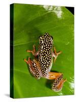 Starry Night Reed Frog, Heterixalus Alboguttatus, Native to Madagascar-David Northcott-Stretched Canvas