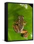 Starry Night Reed Frog, Heterixalus Alboguttatus, Native to Madagascar-David Northcott-Framed Stretched Canvas