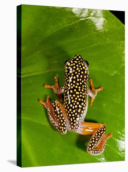 Starry Night Reed Frog, Heterixalus Alboguttatus, Native to Madagascar-David Northcott-Stretched Canvas