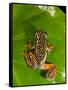 Starry Night Reed Frog, Heterixalus Alboguttatus, Native to Madagascar-David Northcott-Framed Stretched Canvas