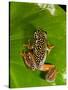 Starry Night Reed Frog, Heterixalus Alboguttatus, Native to Madagascar-David Northcott-Stretched Canvas
