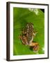 Starry Night Reed Frog, Heterixalus Alboguttatus, Native to Madagascar-David Northcott-Framed Premium Photographic Print