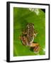 Starry Night Reed Frog, Heterixalus Alboguttatus, Native to Madagascar-David Northcott-Framed Premium Photographic Print