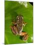 Starry Night Reed Frog, Heterixalus Alboguttatus, Native to Madagascar-David Northcott-Mounted Premium Photographic Print