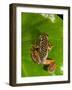 Starry Night Reed Frog, Heterixalus Alboguttatus, Native to Madagascar-David Northcott-Framed Photographic Print