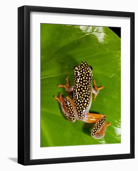 Starry Night Reed Frog, Heterixalus Alboguttatus, Native to Madagascar-David Northcott-Framed Photographic Print