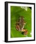 Starry Night Reed Frog, Heterixalus Alboguttatus, Native to Madagascar-David Northcott-Framed Photographic Print