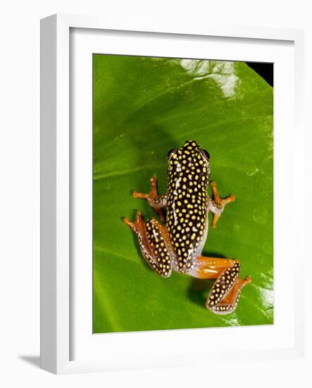 Starry Night Reed Frog, Heterixalus Alboguttatus, Native to Madagascar-David Northcott-Framed Photographic Print