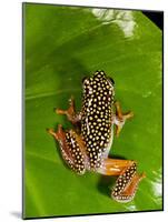 Starry Night Reed Frog, Heterixalus Alboguttatus, Native to Madagascar-David Northcott-Mounted Photographic Print