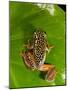 Starry Night Reed Frog, Heterixalus Alboguttatus, Native to Madagascar-David Northcott-Mounted Photographic Print