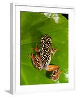 Starry Night Reed Frog, Heterixalus Alboguttatus, Native to Madagascar-David Northcott-Framed Photographic Print