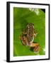 Starry Night Reed Frog, Heterixalus Alboguttatus, Native to Madagascar-David Northcott-Framed Photographic Print