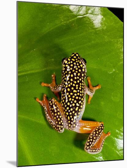 Starry Night Reed Frog, Heterixalus Alboguttatus, Native to Madagascar-David Northcott-Mounted Photographic Print