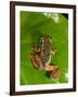 Starry Night Reed Frog, Heterixalus Alboguttatus, Native to Madagascar-David Northcott-Framed Photographic Print