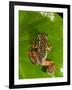 Starry Night Reed Frog, Heterixalus Alboguttatus, Native to Madagascar-David Northcott-Framed Photographic Print