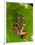 Starry Night Reed Frog, Heterixalus Alboguttatus, Native to Madagascar-David Northcott-Framed Photographic Print