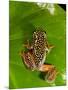 Starry Night Reed Frog, Heterixalus Alboguttatus, Native to Madagascar-David Northcott-Mounted Photographic Print