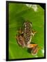 Starry Night Reed Frog, Heterixalus Alboguttatus, Native to Madagascar-David Northcott-Framed Photographic Print