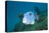 Starry Puffer over Maldive Victory Wreck-Reinhard Dirscherl-Stretched Canvas